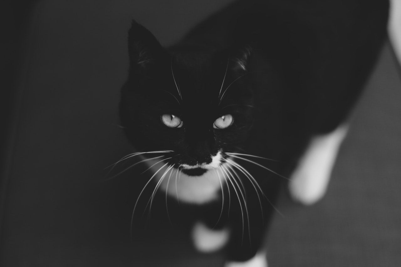A digital gift card from Urban PentHouse Design with a black and white cat standing looking up.
