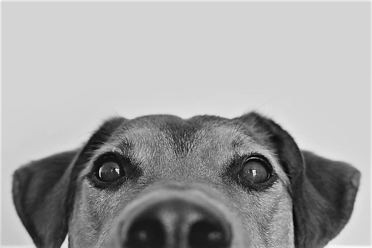 A digital gift card from Urban PentHouse Design with a close up image of a dog's eyes and nose.
