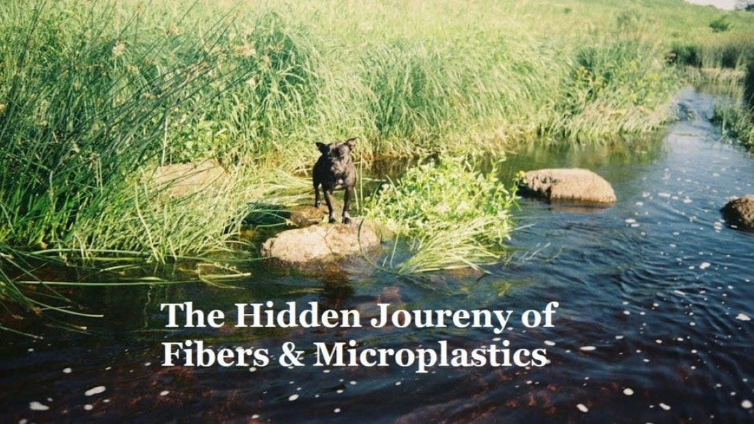 Dog by a shallow stream surrounded by green grasses, illustrating waterways affected by laundry microplastic pollution.
